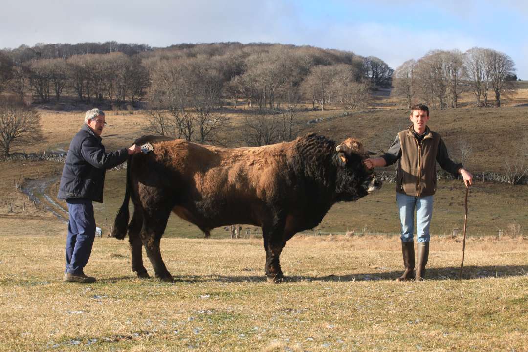 Aubrac Aubrac